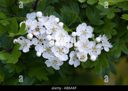 Hawthorn flowers detail with green foliage all around potton bedfordshire Stock Photo