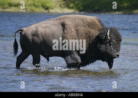 American Buffalo Crossing A River Stock Photo