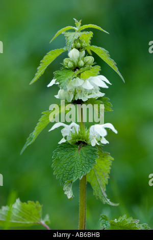 White Dead nettle Lamium album detail view with nice out of focus background potton bedfordshire Stock Photo