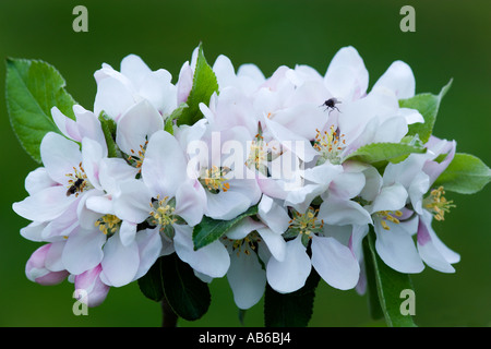 Blossom on apple tree with nice defuse background potton bedfordshire Stock Photo