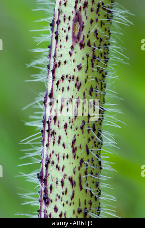 Giant Hogweed Heracleum mantegazzianum stem patten with defuse background potton bedfordshire Stock Photo