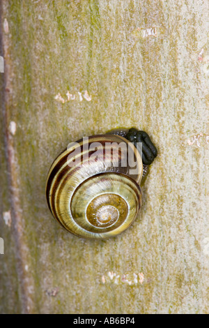 White lipped banded snail Cepaea hortensis on poplar trunk potton bedfordshire Stock Photo