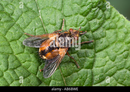 Tachina fera a parasitic fly on leaf showing markings potton bedfordshire Stock Photo