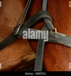 Leather strap on Amish standard breed horse. Stock Photo