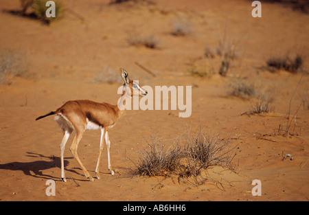 Arabian sand gazelle (Gazella subgutturosa marica) Stock Photo