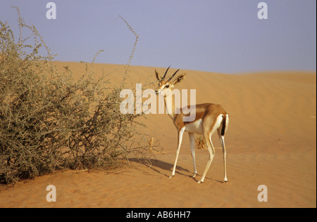 Arabian sand gazelle Gazella subgutturosa marica Stock Photo