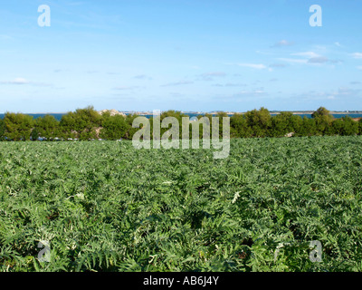 field with artichoke growing of vegetable cultivation in Leon Finistere Brittany France Stock Photo