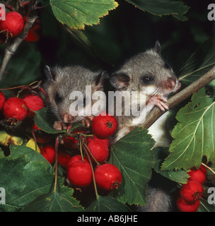 two edible dormice on branch with berries Glis glis Stock Photo