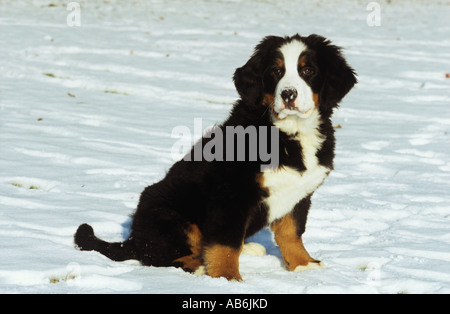 Bernese mountain dog puppy sitting in snow Stock Photo
