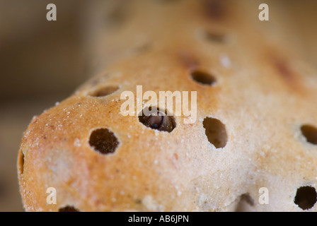 Biscuit beetle in biscuit Stock Photo