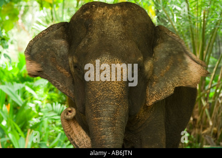 baby Asian elephant running, waving trunk from side to side Stock Photo