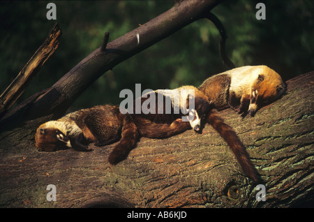 Pizote, White-nosed Coati, Antoon (Nasua narica). Three individual sleeping on a branch Stock Photo