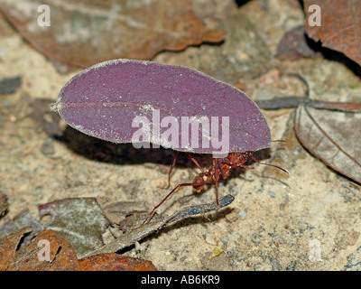 Leaf Cutter Ant  ( Atta cephalotes ) carrying a leaf - Trinidad tropical rainforest Stock Photo