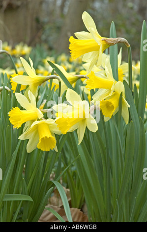 Wild Daffodils Narcissus pseudonarcissus growing in ancient woodland Lesnes Abbey Wood Bexley Kent UK Stock Photo