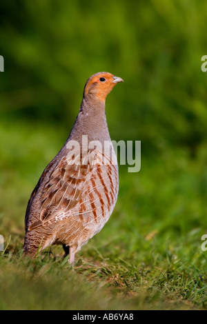 Grey Partridge Perdix perdix standing upright looking alert with out of focus background therfield hertfordshire Stock Photo