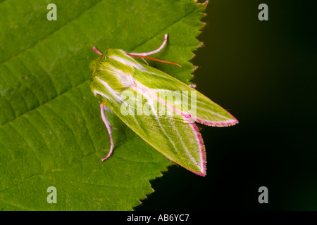 Green Silver lines Pseudoips prasinana at rest on leaf potton bedfordshire Stock Photo