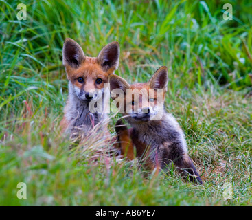 Two Red Fox Vulpes vulpes cubs sitting in grass looking alert one having a scratch potton bedfordshire Stock Photo