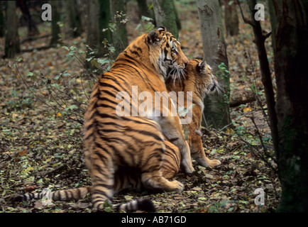 Mating Siberian tigers (Panthera tigris altaica) Amur region of Russian far east Captive Port Lympne Wild Animal Park, Kent, UK Stock Photo