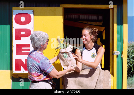 Female Customer buying Locally Grown Fresh Corn for Sale at Drive Thru Produce Stand, Fraser Valley, British Columbia, Canada Stock Photo