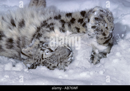 Snow leopard cub (Panthera uncial), Captive born at Port Lympne Wild Animal Park, Kent, UK Stock Photo