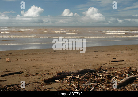 Driftwood on Buena Vista Beach, close to Samara, Guanacaste Province, Costa Rica, Central America Stock Photo