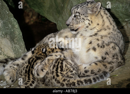 Snow leopard (Panthera uncia) Female and cub. Captive Stock Photo