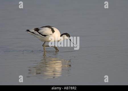 Avocet Recurvirostra avosetta filter feeding in brackish lagoon early morning Norfolk England May Stock Photo