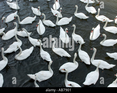 Worcester Worcestershire River Severn looking down on swans inspiration for many poems fairy tales and stories possible UK calendar image Stock Photo