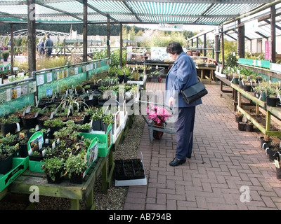 Harlow Essex garden centre 61 sixty one year old lady selecting garden plants Stock Photo