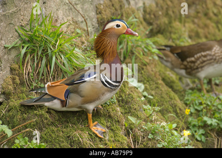 Mandarin duck Aix galericulata male or drake in spring plumage Devon England April Stock Photo