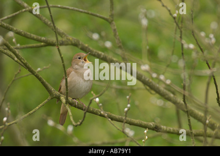 Nightingale Luscinia megarhynchos adult singing Cambridgeshire England April Stock Photo
