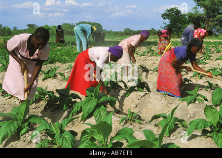 African men and women amid rows of tobacco plants on plantation in Zimbabwe Stock Photo