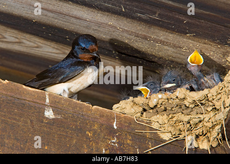 Swallow Hirundo rustica at nest feeding young in old farm barn potton bedfordshire Stock Photo