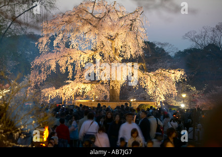 Hanami celebrations at Maruyama Koen , Kyoto , Japan Stock Photo