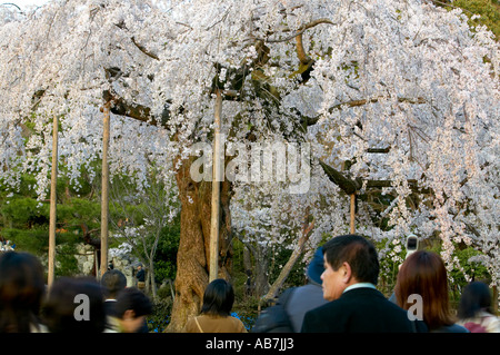 Hanami celebrations at Maruyama Koen , Kyoto , Japan Stock Photo