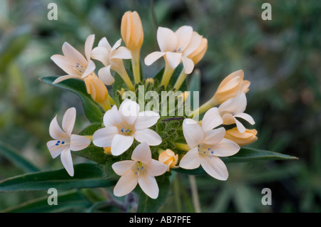 FLOWER Large-flowered Collomia (Collomia grandiflora) Table Mountain Kittitas County USA WASHINGTON STATE JUNE Stock Photo