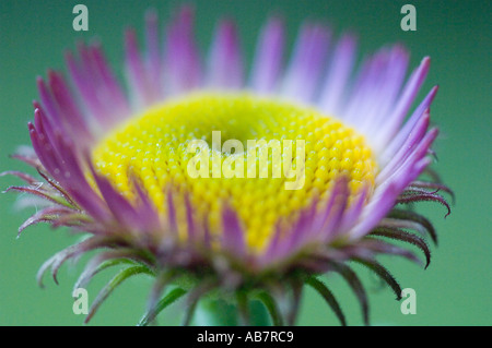 FLOWER Aster closeup