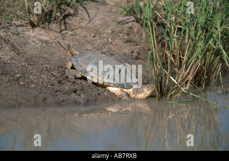 helmeted turtle, African helmeted turtle, marsh turtle (Pelomedusa subrufa), at waterhole, Botswana Stock Photo