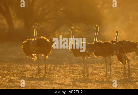 ostrich (Struthio camelus), group of females in back light, South Africa, Kgalagadi Transfrontier NP Stock Photo