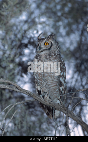 spotted eagle owl (Bubo africanus), sitting on a branch, South Africa Stock Photo