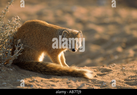 yellow mongoose (Cynictis penicillata), in the backlight, South Africa