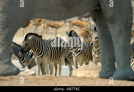 Common Zebra (Equus quagga), herd at waterhole, Namibia, Etosha NP Stock Photo