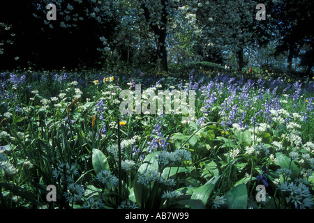 Bluebells and wild garlic flowering together in a park Stock Photo