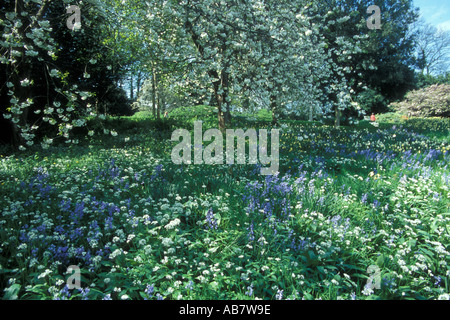 Bluebells and wild garlic flowering together in a park Stock Photo