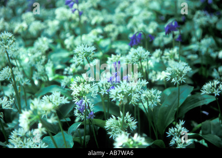 Bluebells and wild garlic flowering together in a park Stock Photo