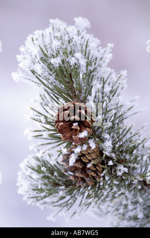 lodge pole pine, cone, USA, Yellowstone NP Stock Photo