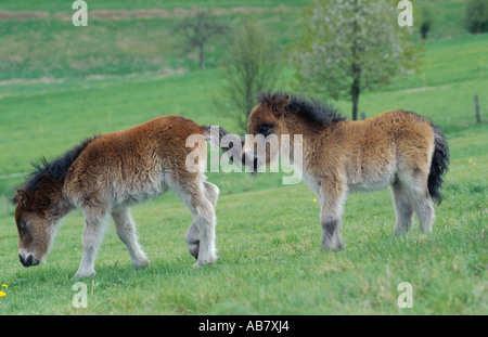 Shetland pony (Equus przewalskii f. caballus), two foals on meadow Stock Photo