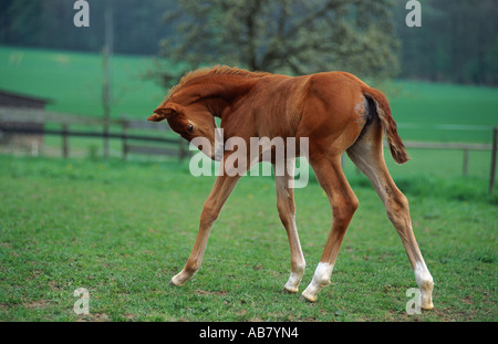 Trakehner horse (Equus przewalskii f. caballus), foal on pasture, grooming Stock Photo