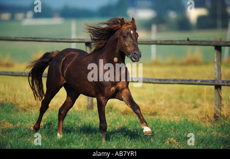 Welsh and cob pony (Equus przewalskii f. caballus), galopping stallion on paddock Stock Photo