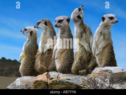 suricate, slender-tailed meerkat (Suricata suricatta), quintet, sitting on stone Stock Photo